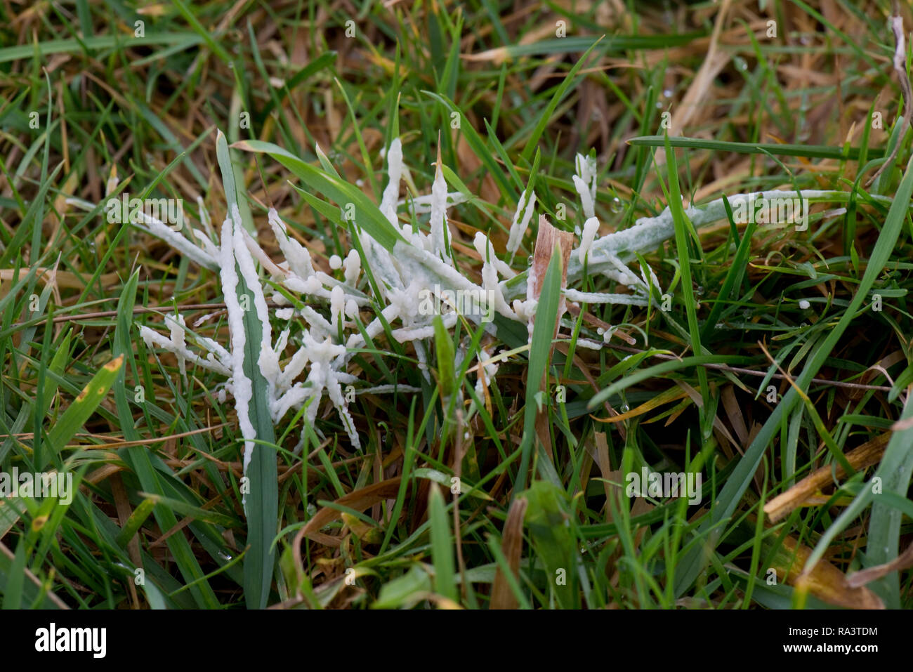 Dog sick slime mould, Muscilago crustacea, on pasture, early on warm damp winter morning, Berkshire, December Stock Photo