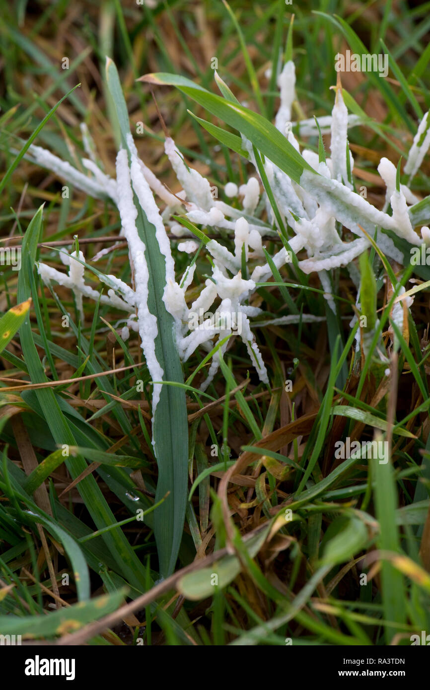 Dog sick slime mould, Muscilago crustacea, on pasture, early on warm damp winter morning, Berkshire, December Stock Photo