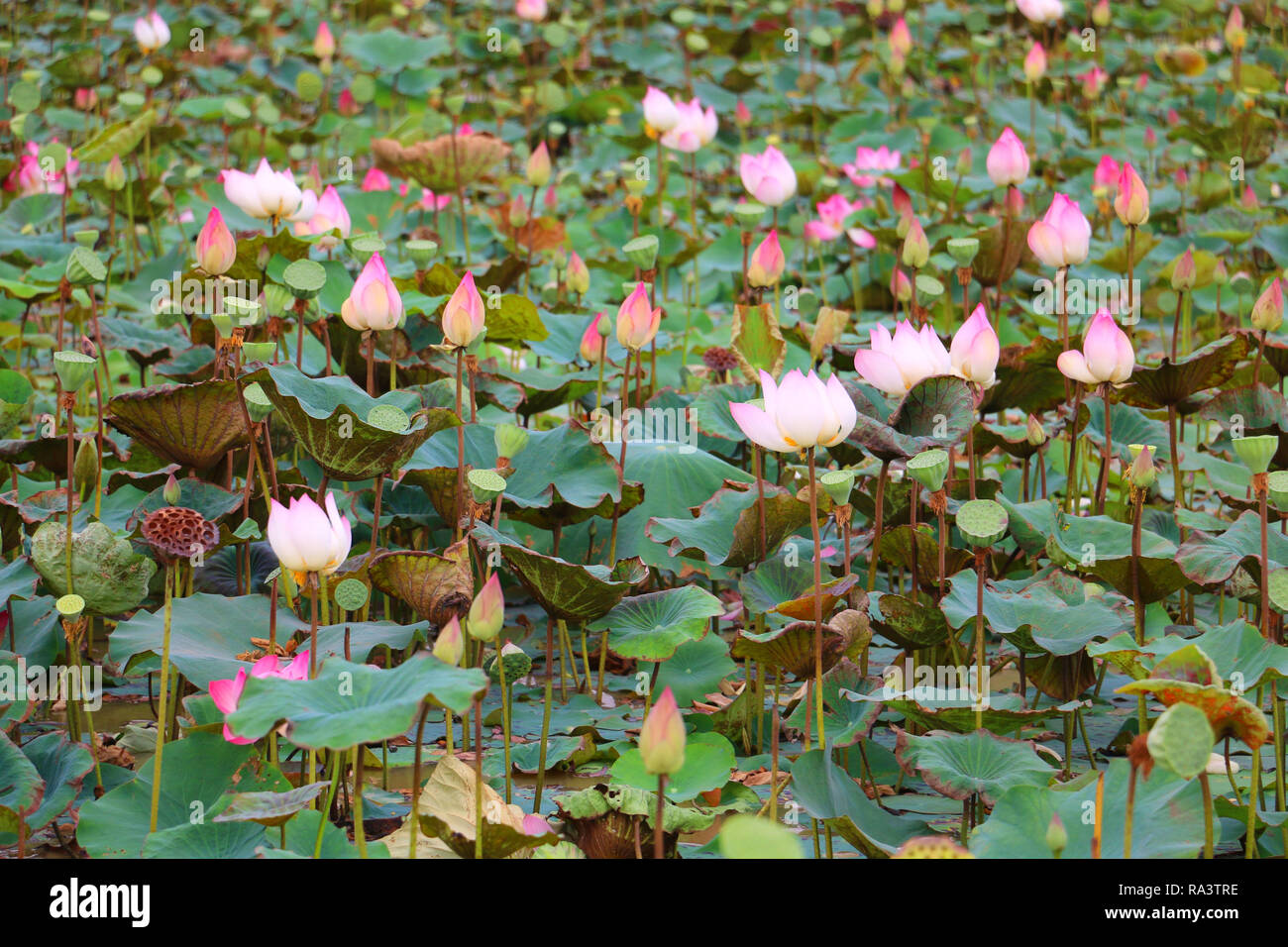 Lotus flowers, plantation,Cambodia Stock Photo - Alamy