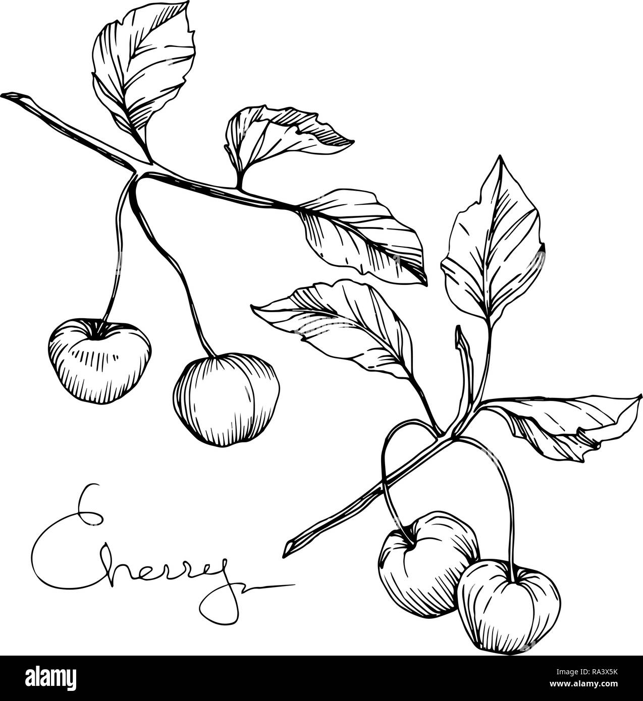 Vector Cherry fruit. Black and white engraved ink art. Isolated berry ...