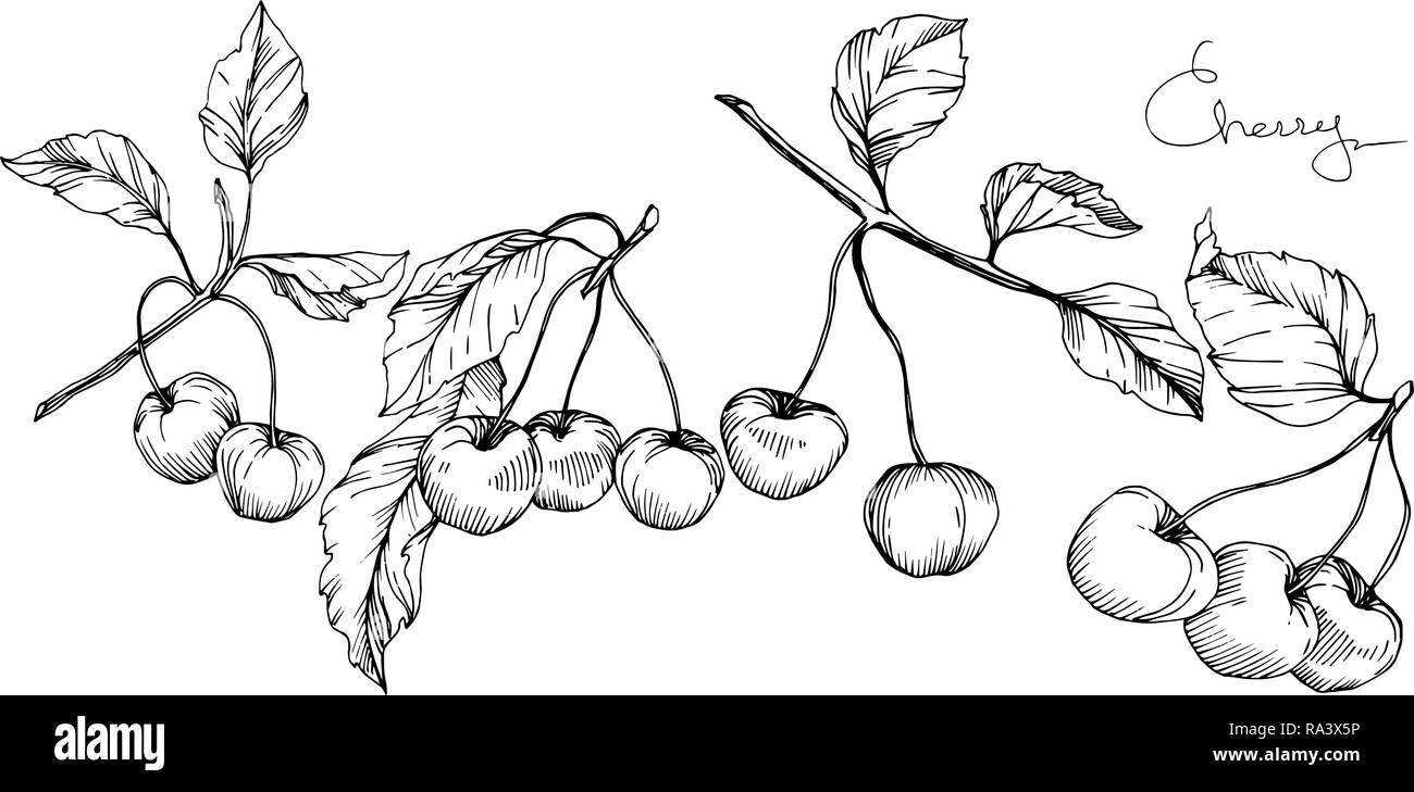 Vector Cherry fruit. Black and white engraved ink art. Isolated berry ...