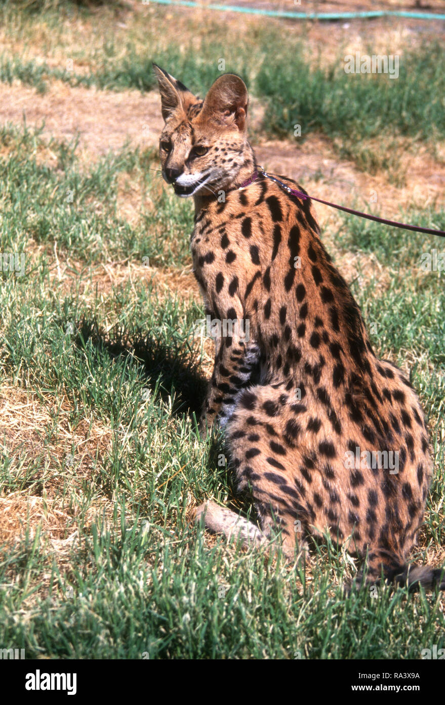 LAS VEGAS, NV JULY 10 (EXCLUSIVE) A Serval at Vladimir Mialovski