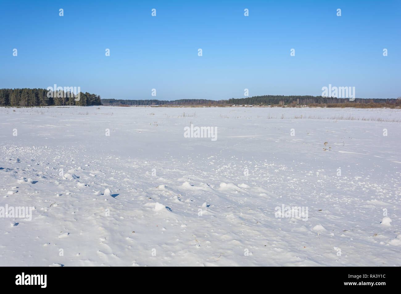 Snow-covered field near the forest in winter Stock Photo