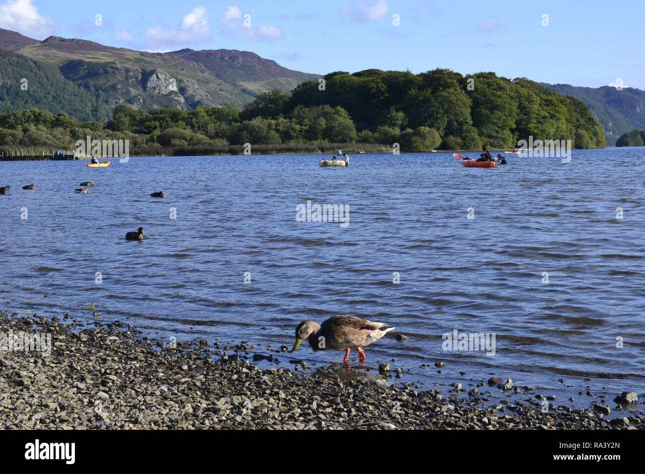 Duck on the beach at Keswick Camping and Caravanning Club Site, Keswick