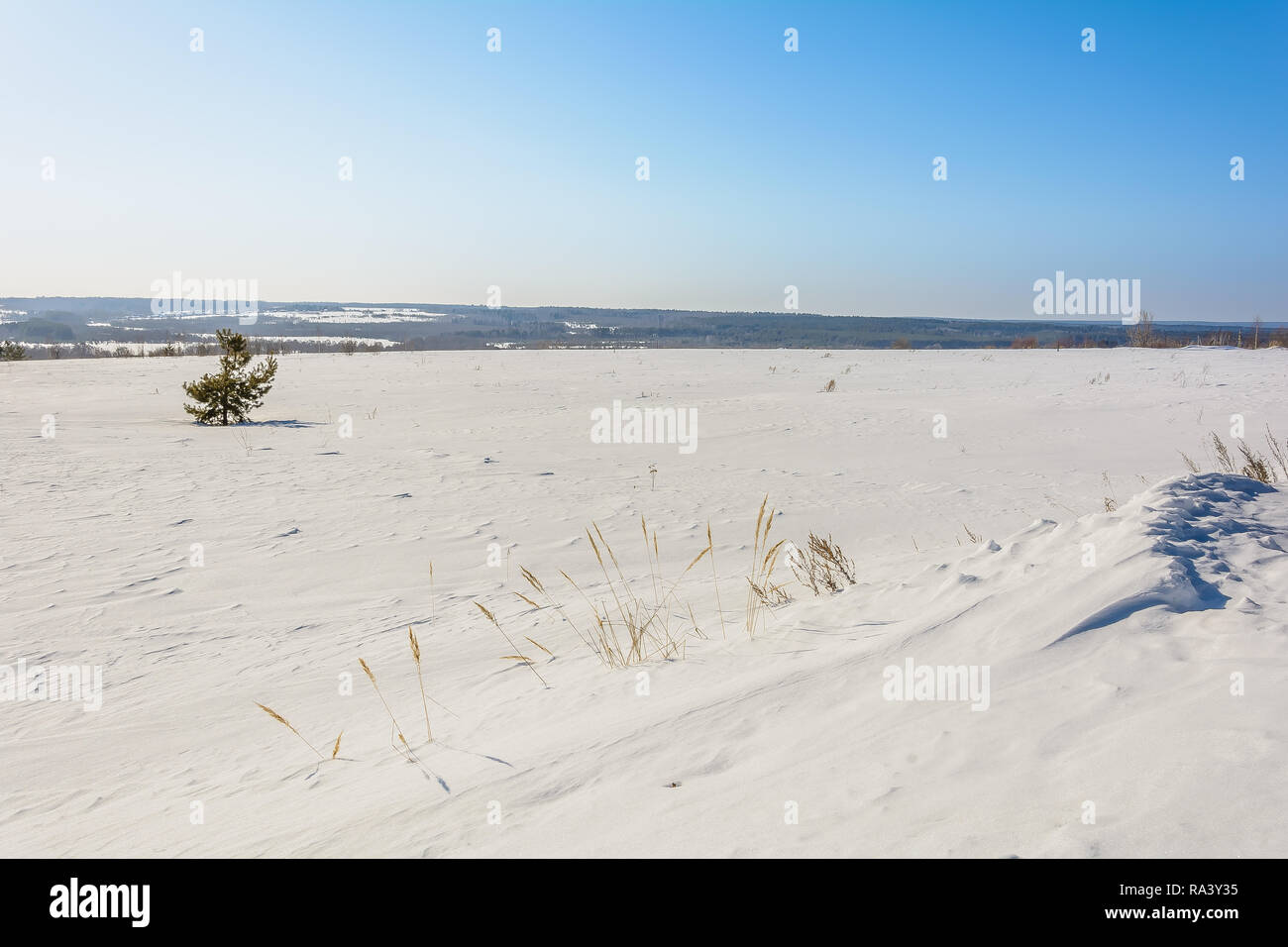 Lonely spruce in a snowy field in winter Stock Photo
