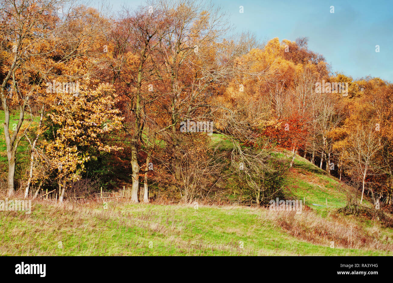 Autumn colours in the Pendle woodland, viewed from across Pendle Water Stock Photo
