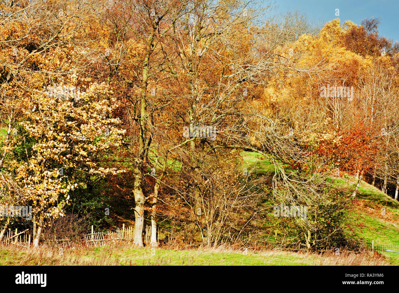 A cacophony of autumn colours in Pendle, viewed from across Pendle water Stock Photo