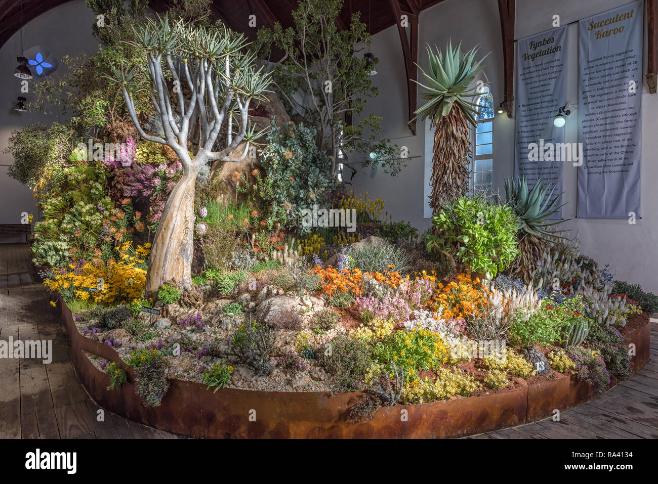CLANWILLIAM, SOUTH AFRICA, AUGUST 28, 2018: The yearly wild flower show inside the historic first Dutch Reformed Church in Clanwilliam in the Western  Stock Photo