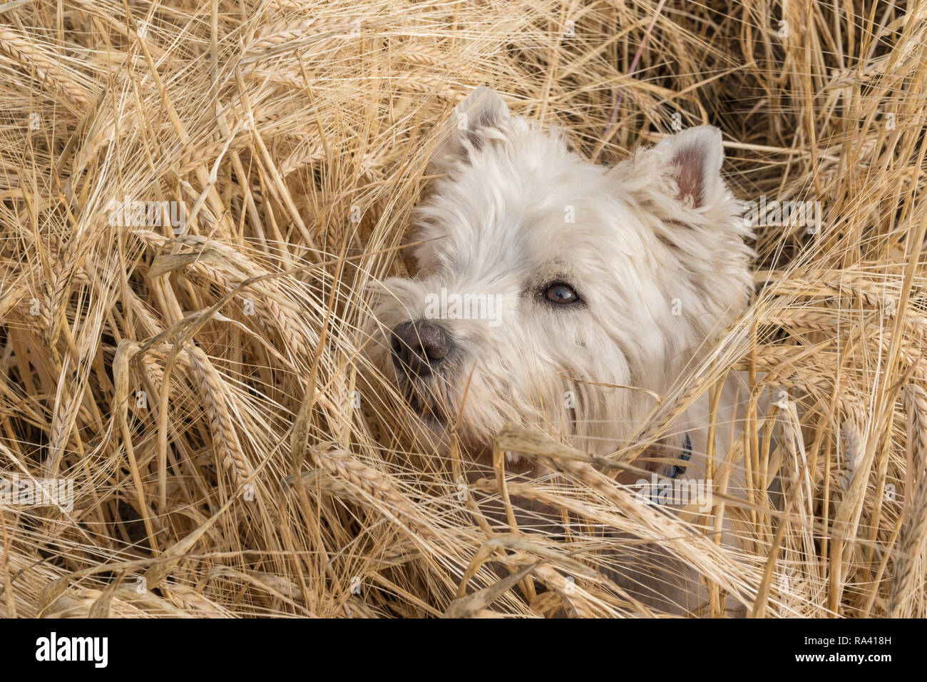 west england terrier