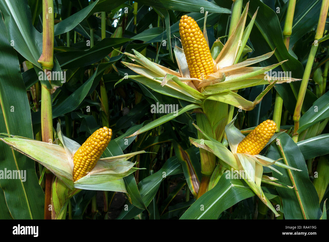 Three peeled corncobs in the cornfield Stock Photo