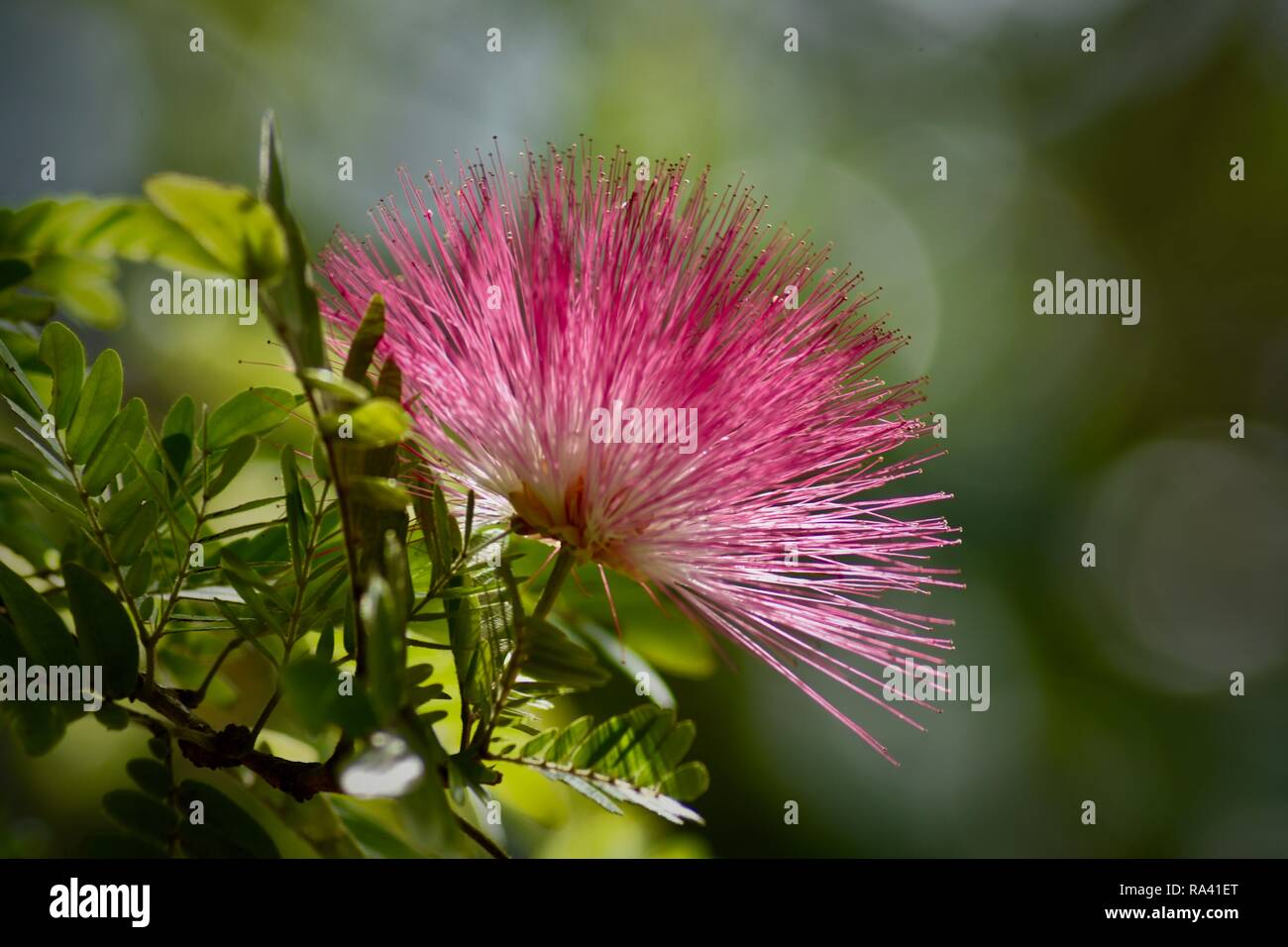 Vintage flower prints hi-res stock photography and images - Alamy