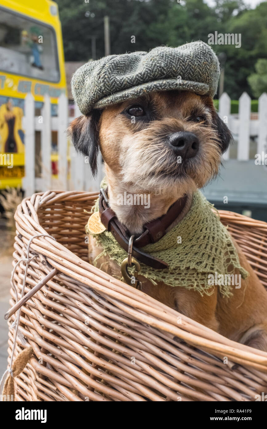 Dog flat shop cap