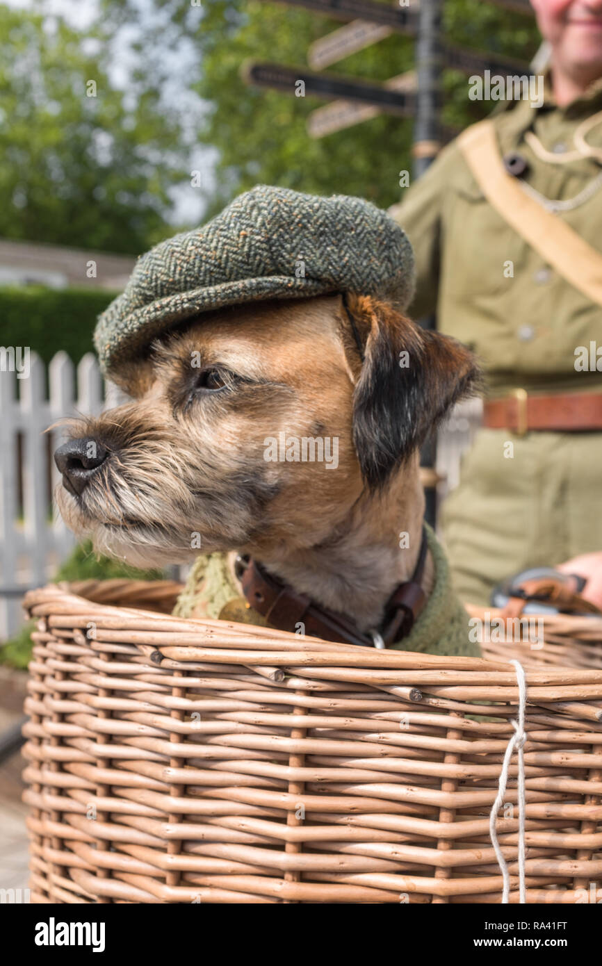 Border terrier dressed up wearing a flat cap and sitting in a bicycle wicker  basket.Woodhall Spa 1940's festival Weekend. Lincolnshire, England, UK  Stock Photo - Alamy