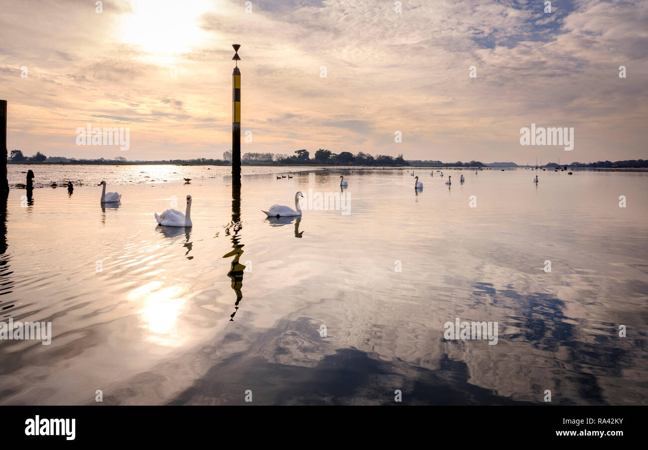 Swans at low tide at Bosham Harbour near Chichester, West Sussex UK. Stock Photo