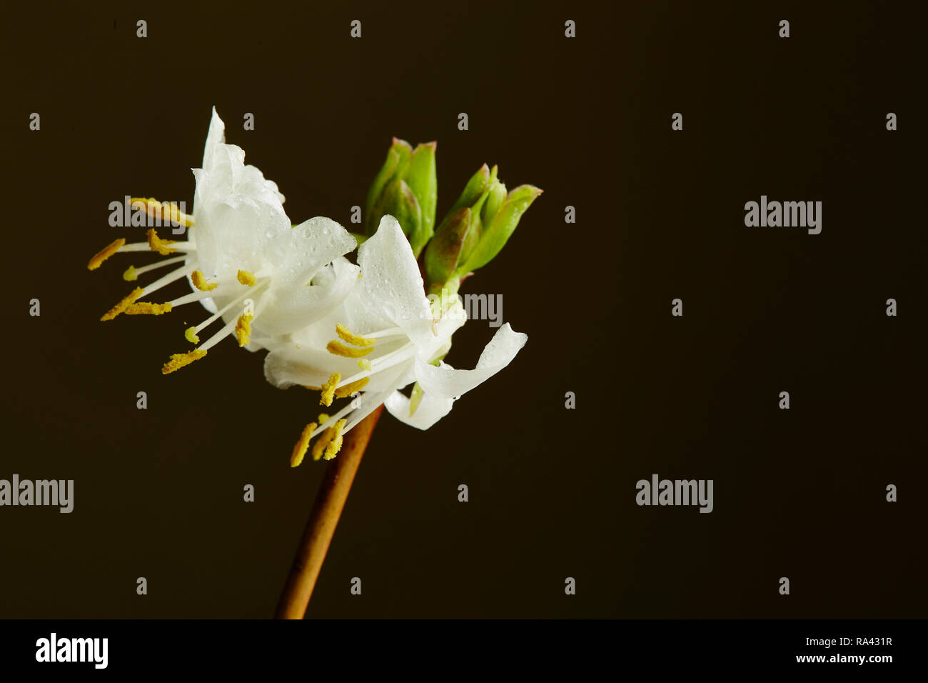 A winter flowering Honeysuckle,Lonicera purpusii Fragantissima,showing a flower and bud with a dark background, Stock Photo