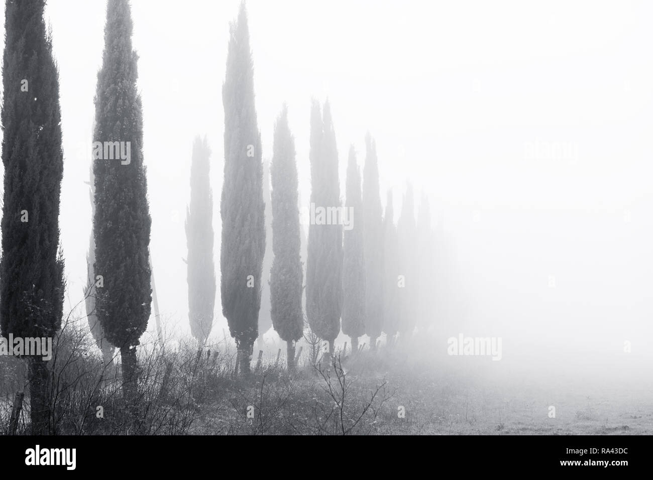 Black and white photo of Cypress in the fog, San Giovanni d'Asso, Siena, Tuscany, Italy Stock Photo