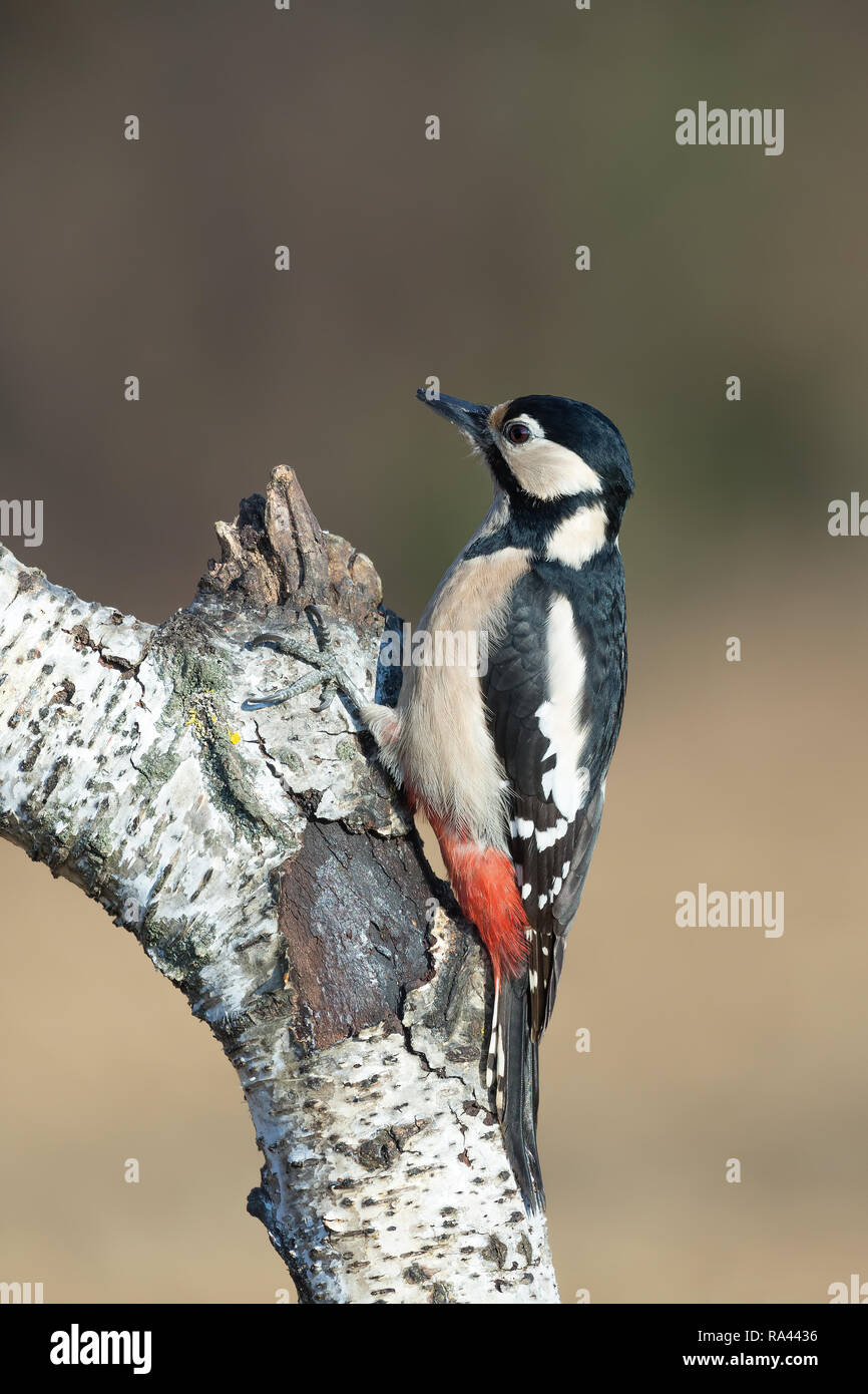 The great spotted woodpecker on birch (Dendrocopos major) Stock Photo