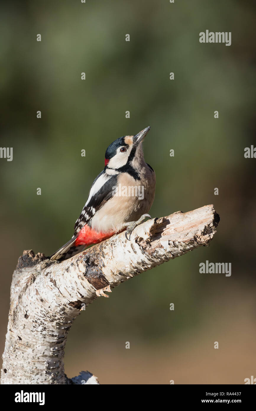 The great spotted woodpecker on birch (Dendrocopos major) Stock Photo