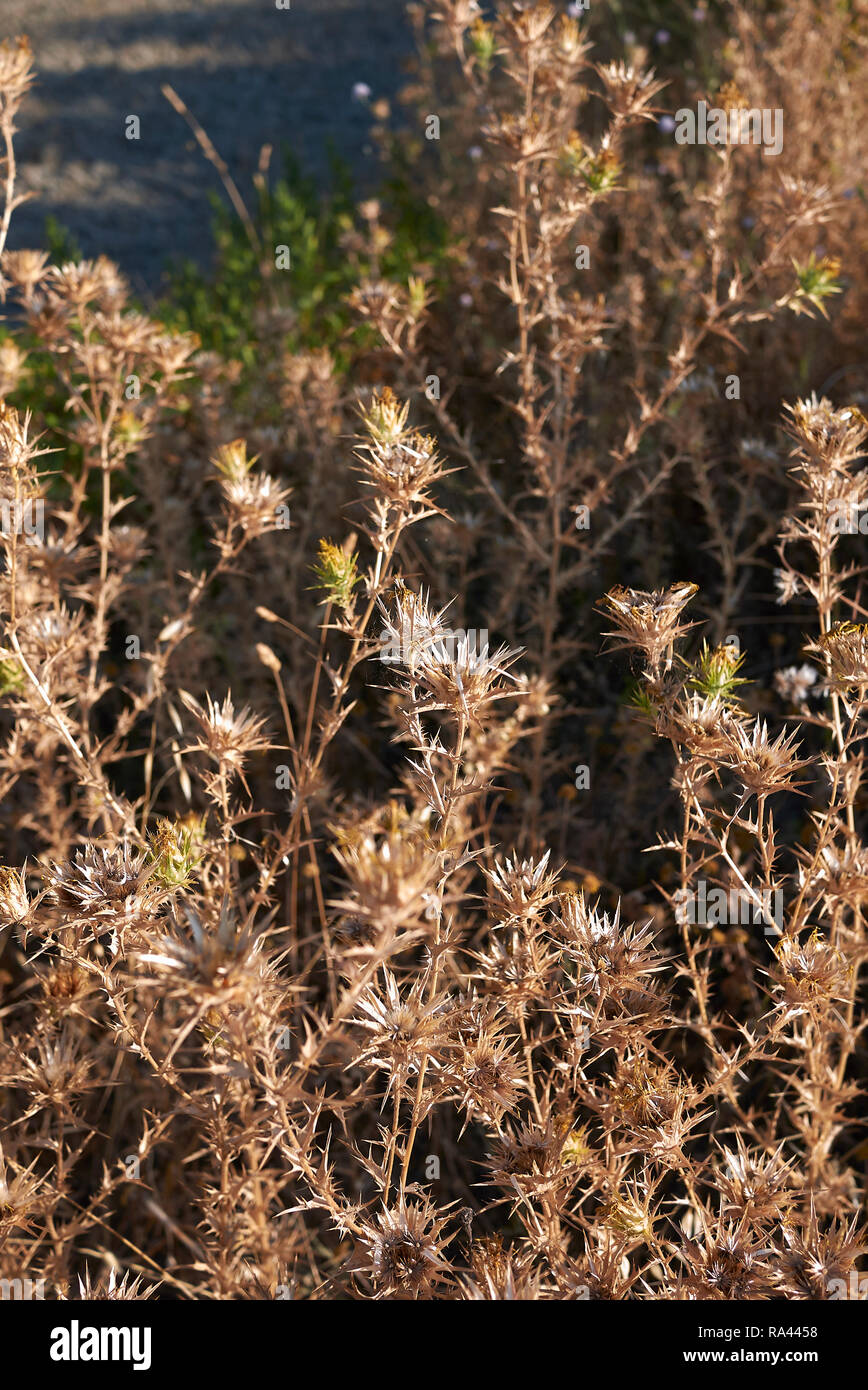 Carthamus lanatus dry plants Stock Photo