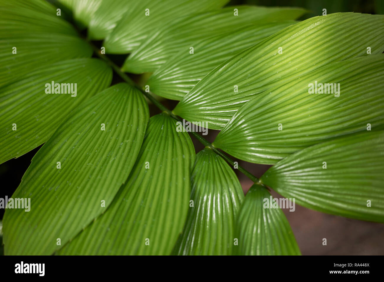 Zamia skinneri fresh leaves Stock Photo