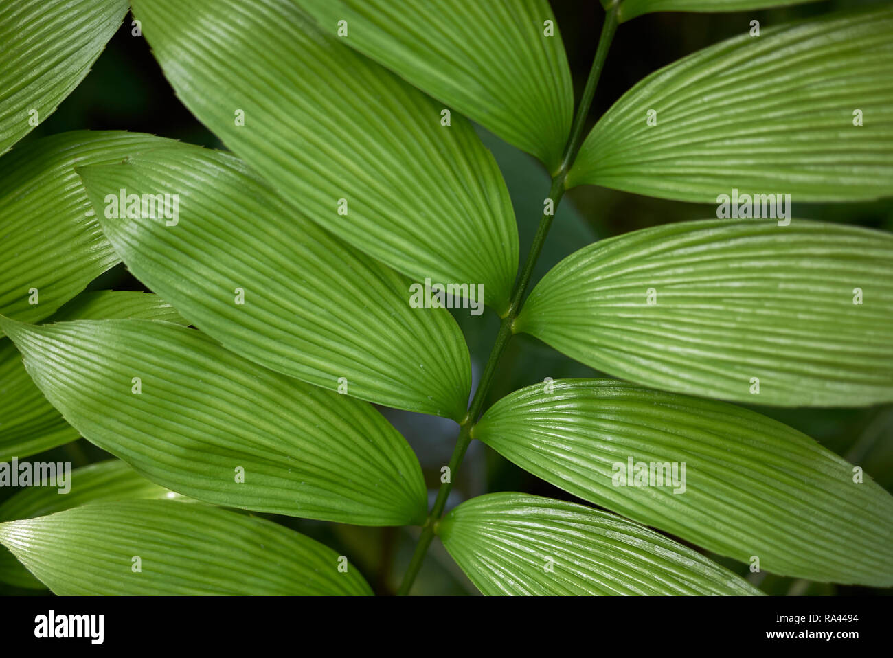 Zamia skinneri fresh leaves Stock Photo