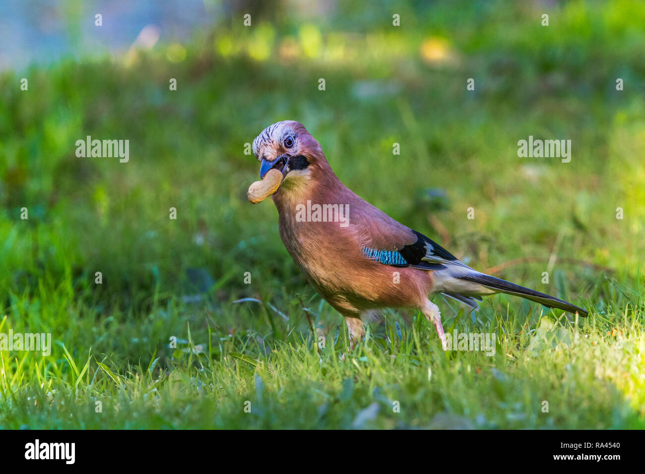 Eurasian jay perched on branch Stock Photo