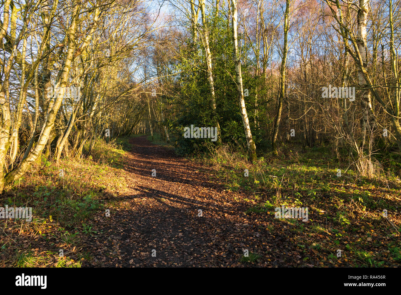 Cliburn moss hi-res stock photography and images - Alamy