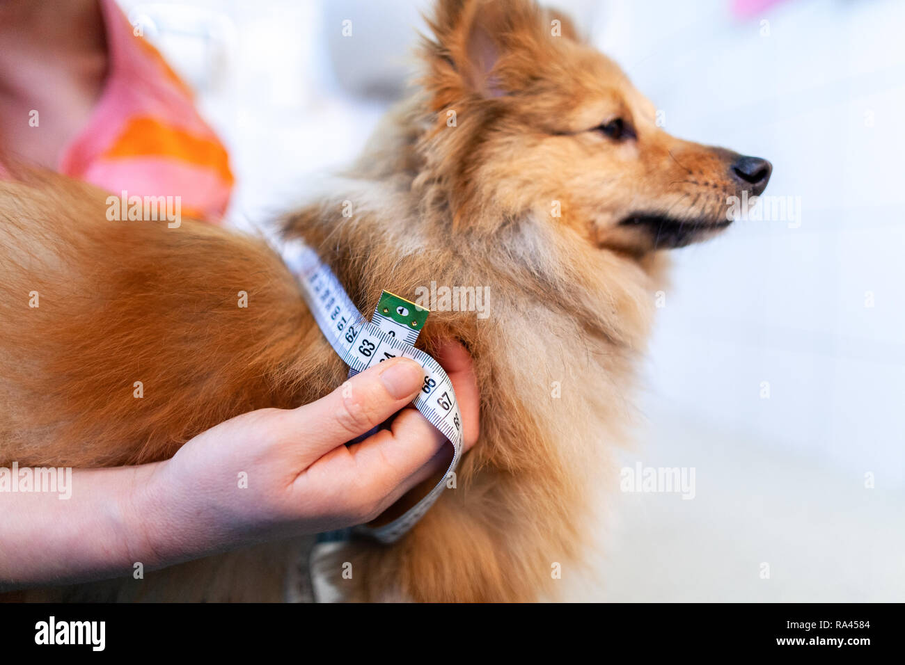 Belly circumference is measured with a tape measure on a dog Stock Photo