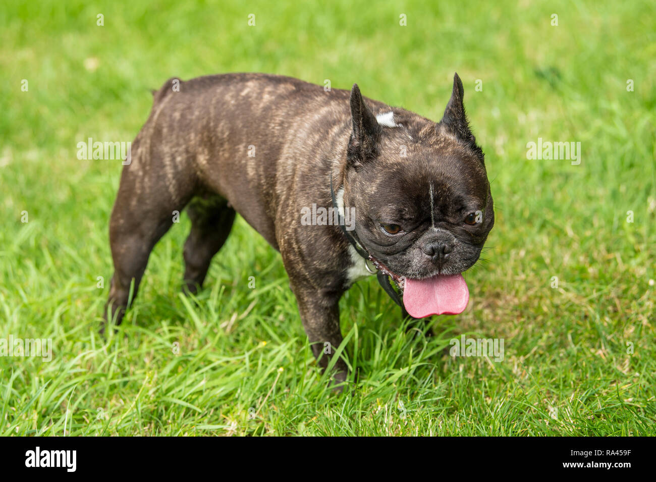 French Bulldog Dog Stock Photo