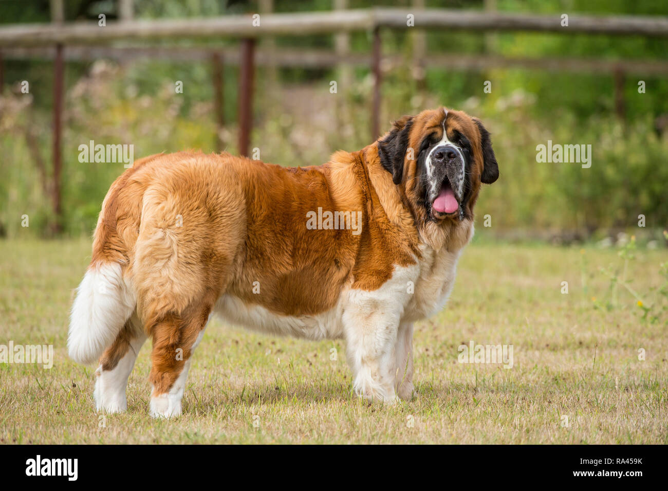 St Bernard Dog Stock Photo