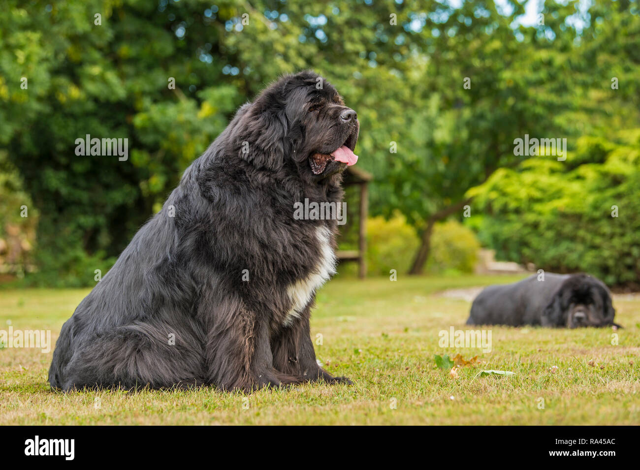 Water rescue dog newfoundland hires stock photography and images Alamy