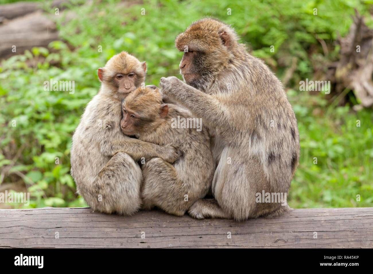 Barbary macaques (Macaca sylvanus) picking fleas from each other, zoo, Ueckermünde, Szczecin Lagoon Stock Photo