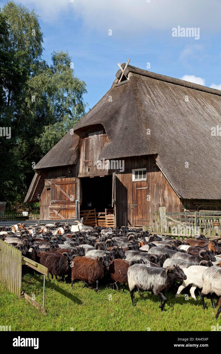 Flock of sheep in front of a sheep shelter, Wilsede, Lüneburg Heath, Lower Saxony, Germany Stock Photo