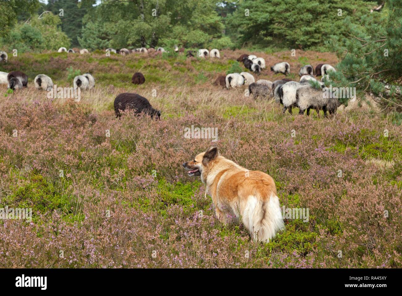 Shepherd dog, Sheepdog, Lüneburg Heath near Wilsede, Lower Saxony, Germany Stock Photo