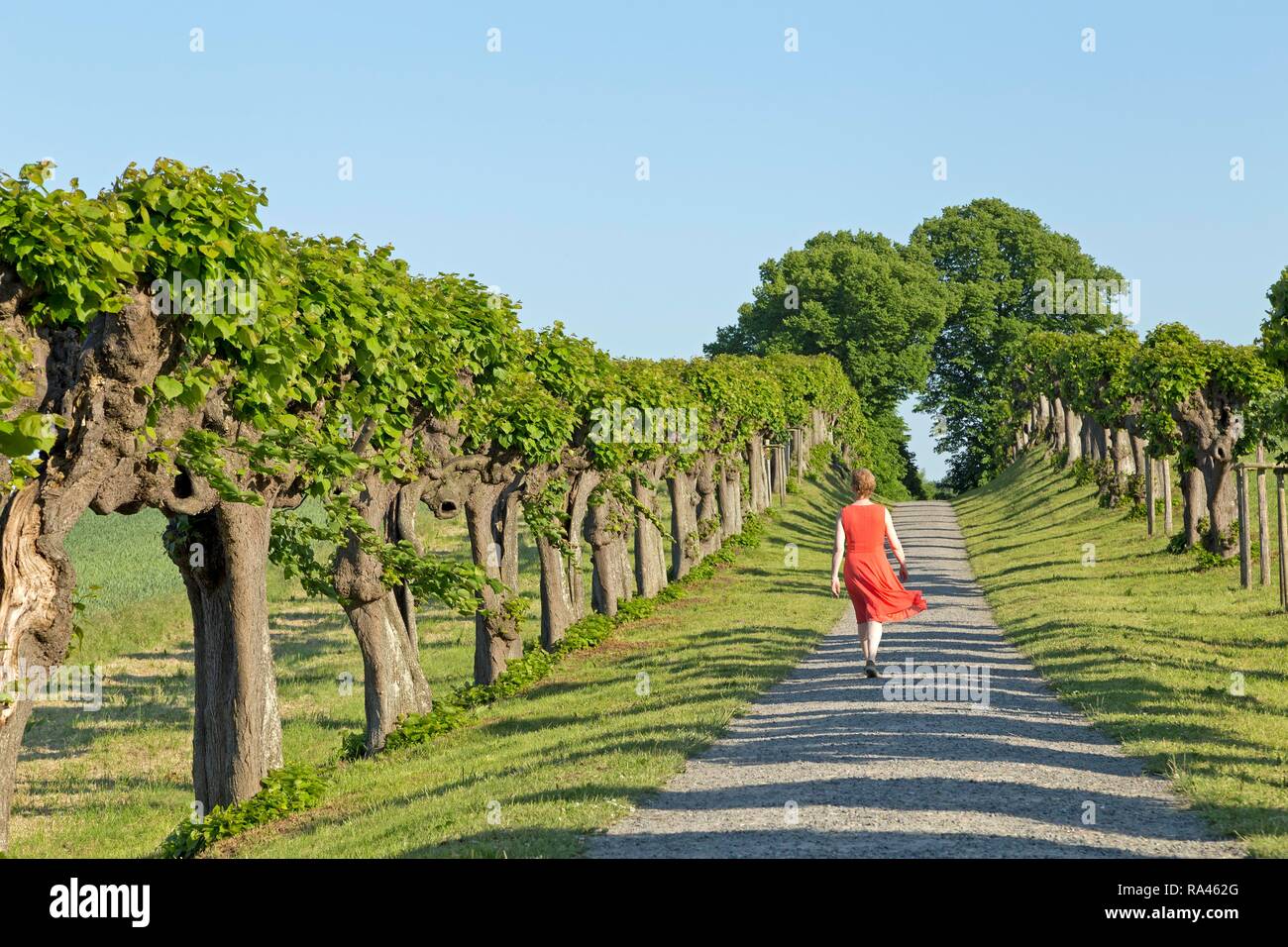 Woman in red dress walking on Feston avenue, common lime treen, lime tree avenue near Bothmer Castle, Klützer angle Stock Photo