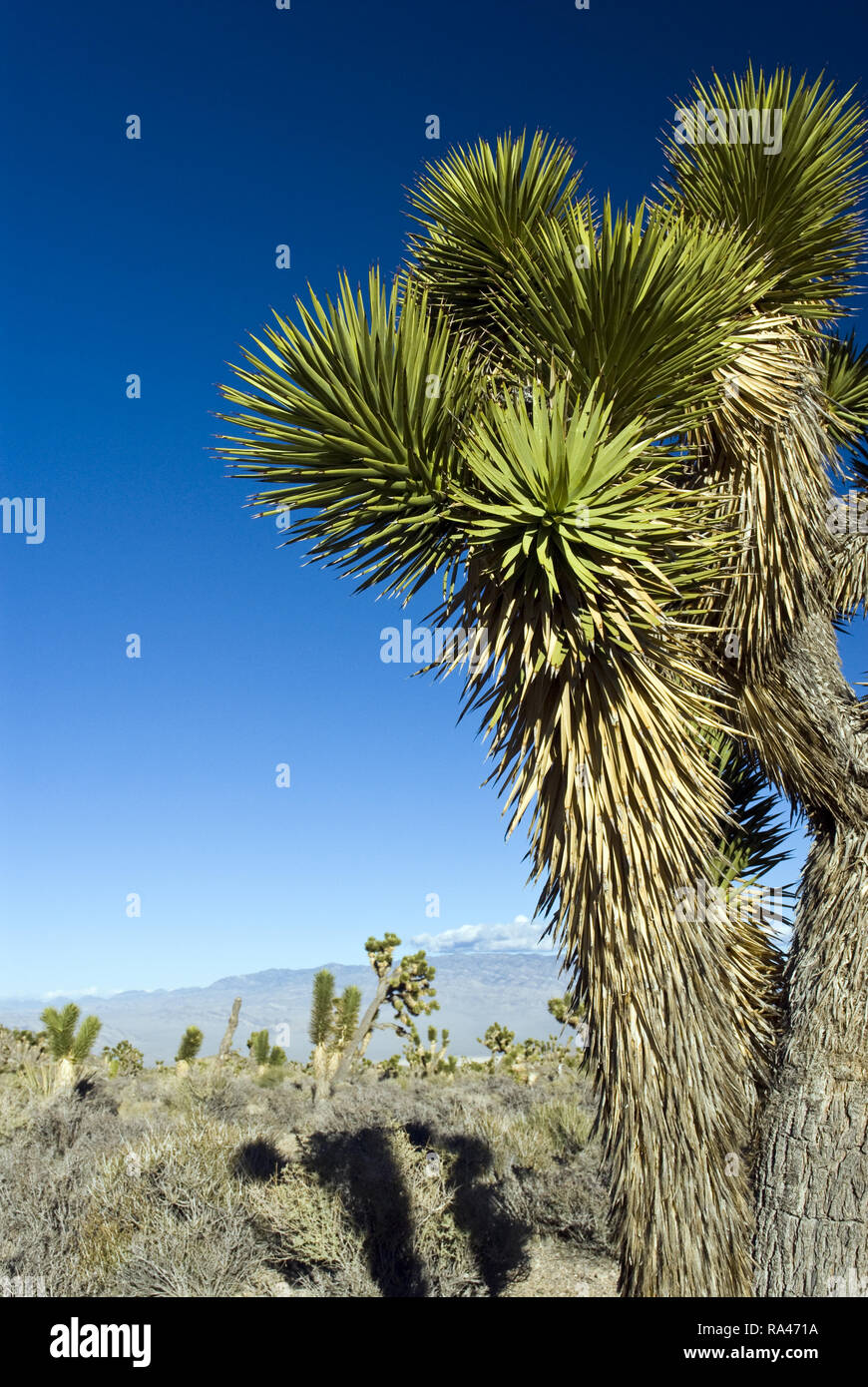 Yucca palms hires stock photography and images Alamy