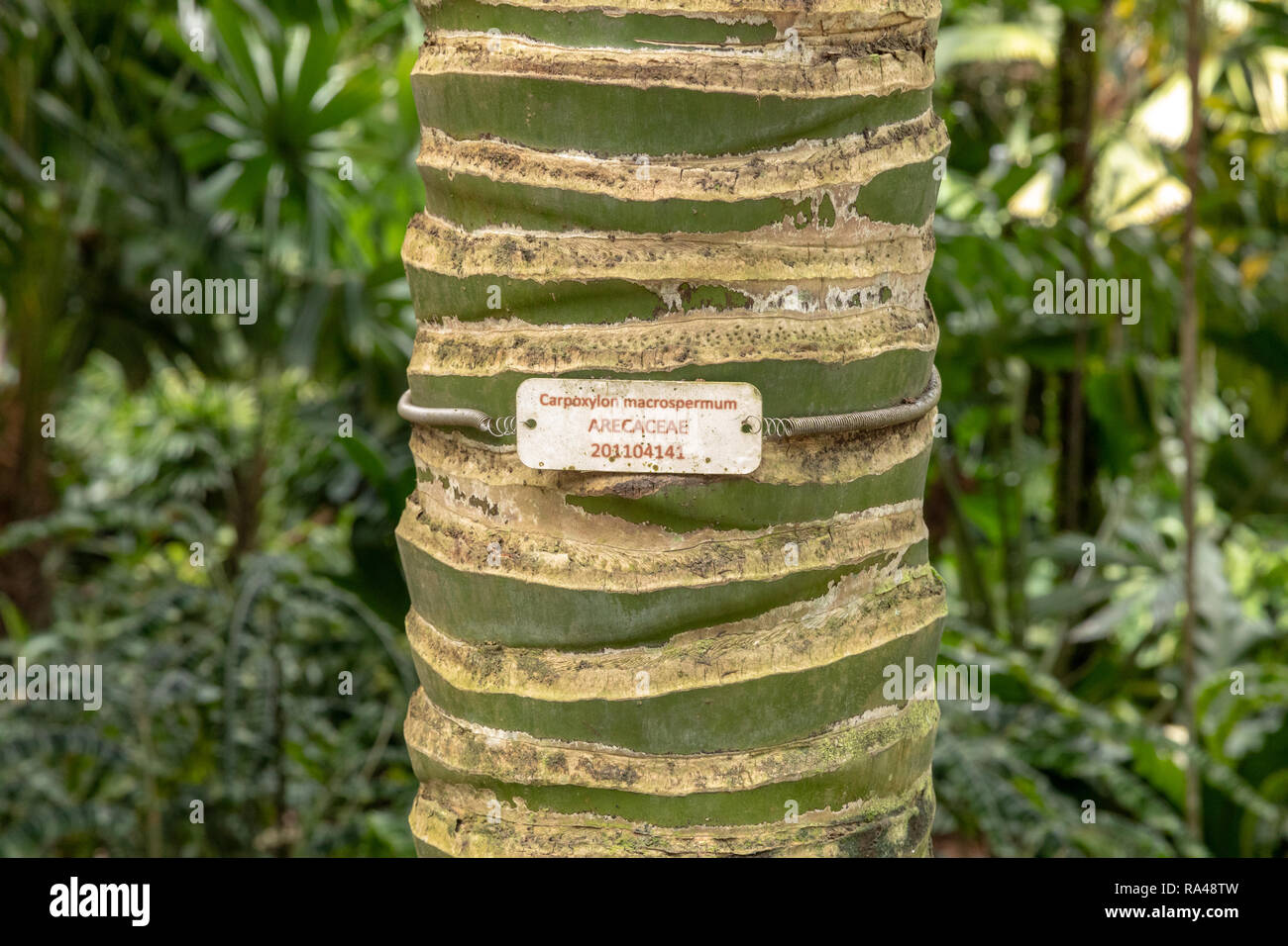 Carpoxykum Palm or Aneityum Palm, Carpoxylon macrospermum, tree trunk with name plate Stock Photo