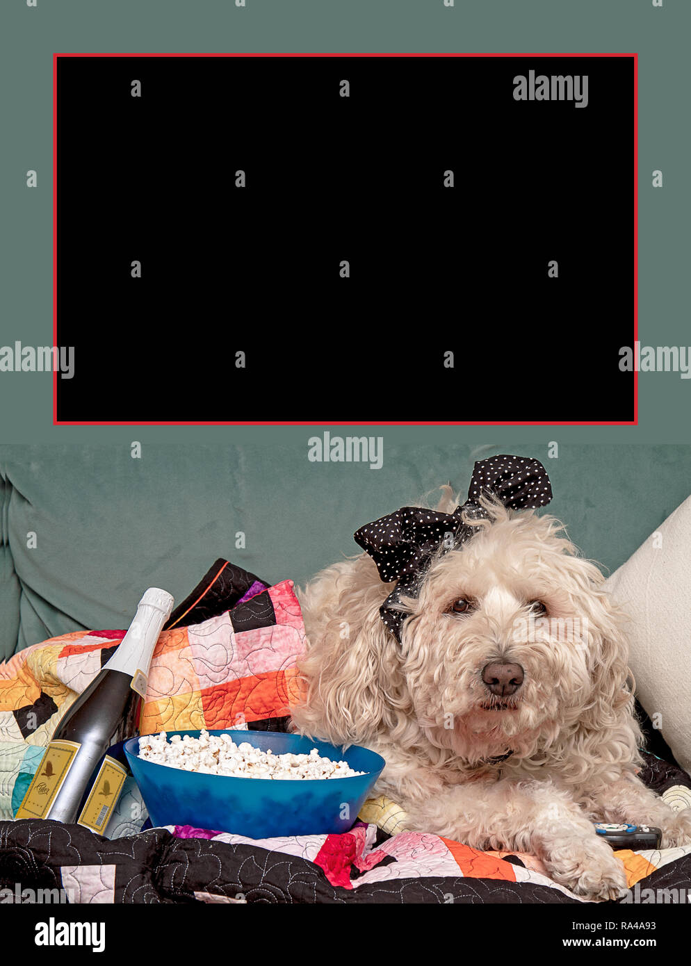 Shaggy Dog Watching TV with Snacks and Beverage along with Remote Stock Photo