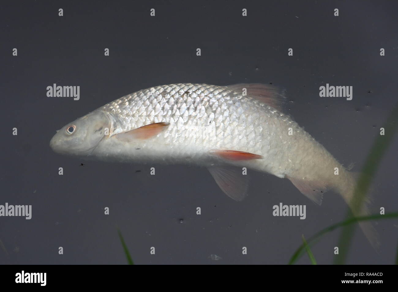 a dead fish floating in water Stock Photo Alamy