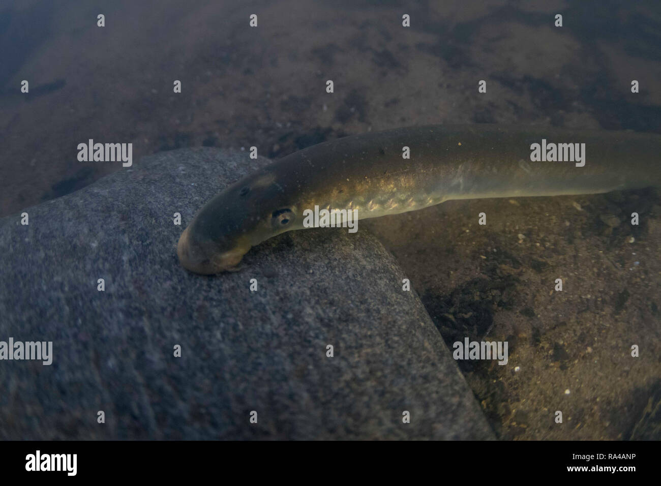 River Lamprey , Lampetra fluviatilis, Adult suck to a rock, Yorkshire Ouse, November Stock Photo