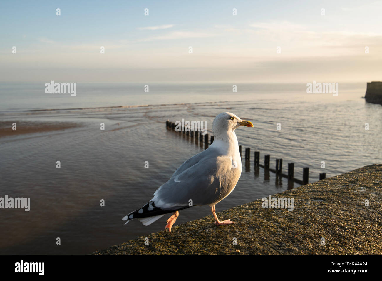 Seagull running along a sea wall Stock Photo
