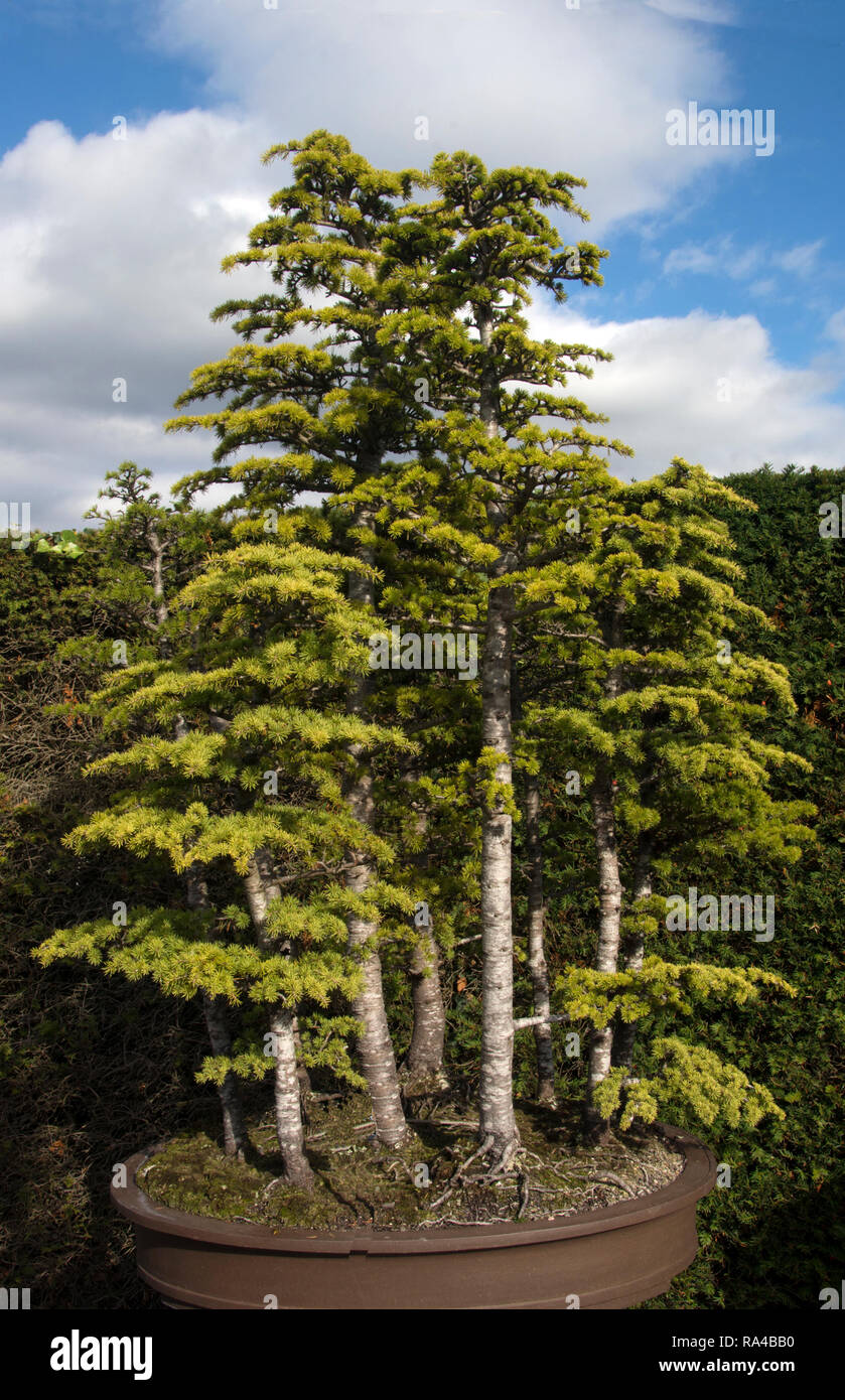 SURREY; WISLEY RHS GARDEN; CEDRUS LIBANI BONSAI Stock Photo - Alamy