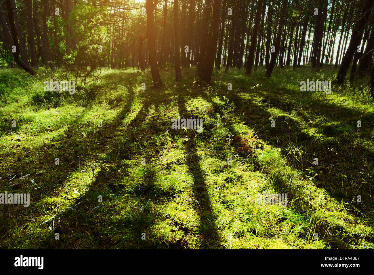 Long shadows of pine tree trunks in pinewood. Evergreen forest with Scots or Scotch pine Pinus sylvestris trees backlit by the sun. Pomerania, Poland. Stock Photo