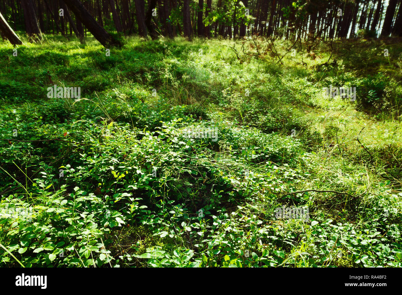 Forest understory. Green foliage of wild bilberry Vaccinium myrtillus plants growing in the forest. Pomerania, Poland. Stock Photo