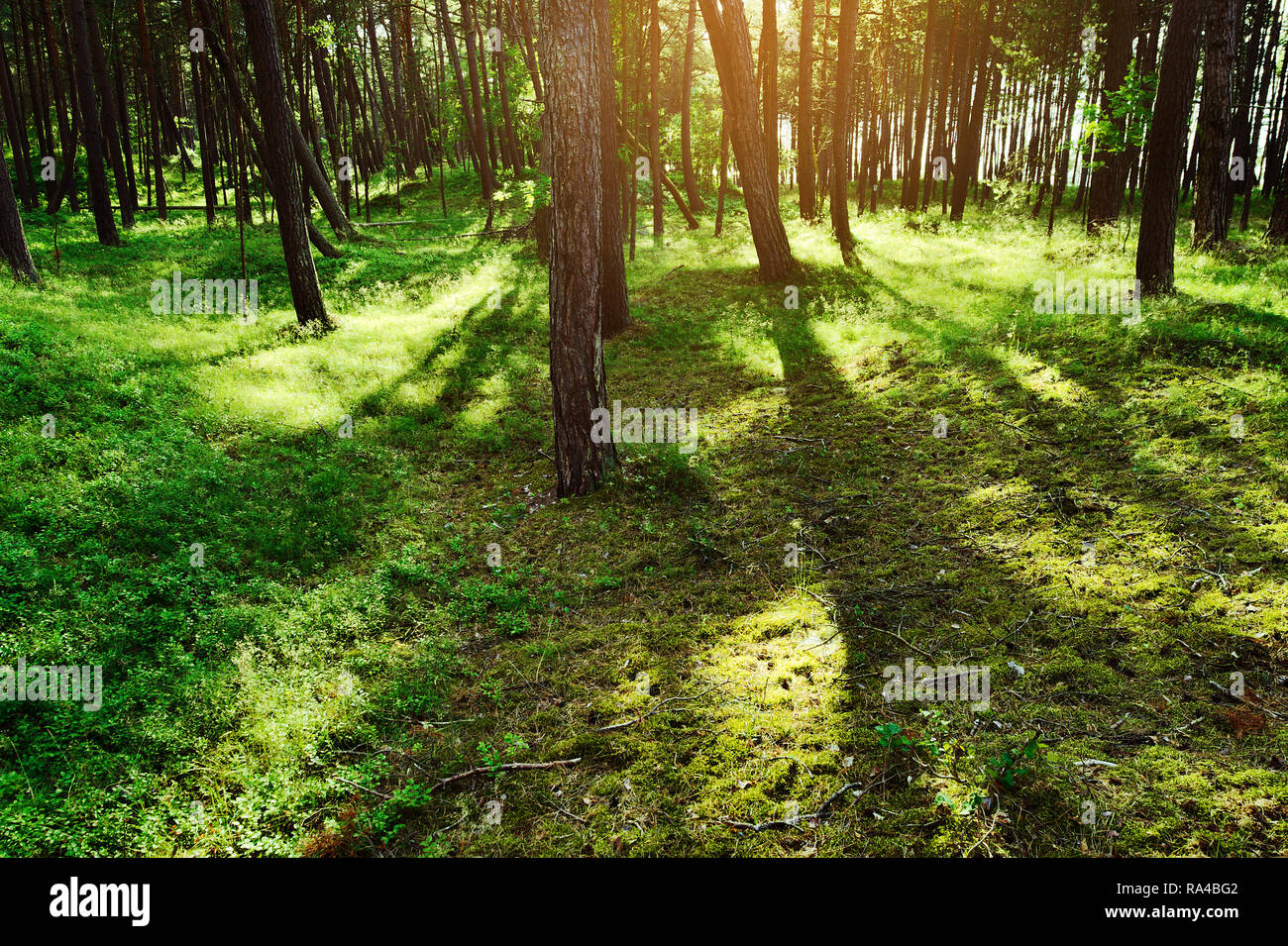Long shadows of pine tree trunks in pinewood. Evergreen forest with Scots or Scotch pine Pinus sylvestris trees backlit by the sun. Pomerania, Poland. Stock Photo