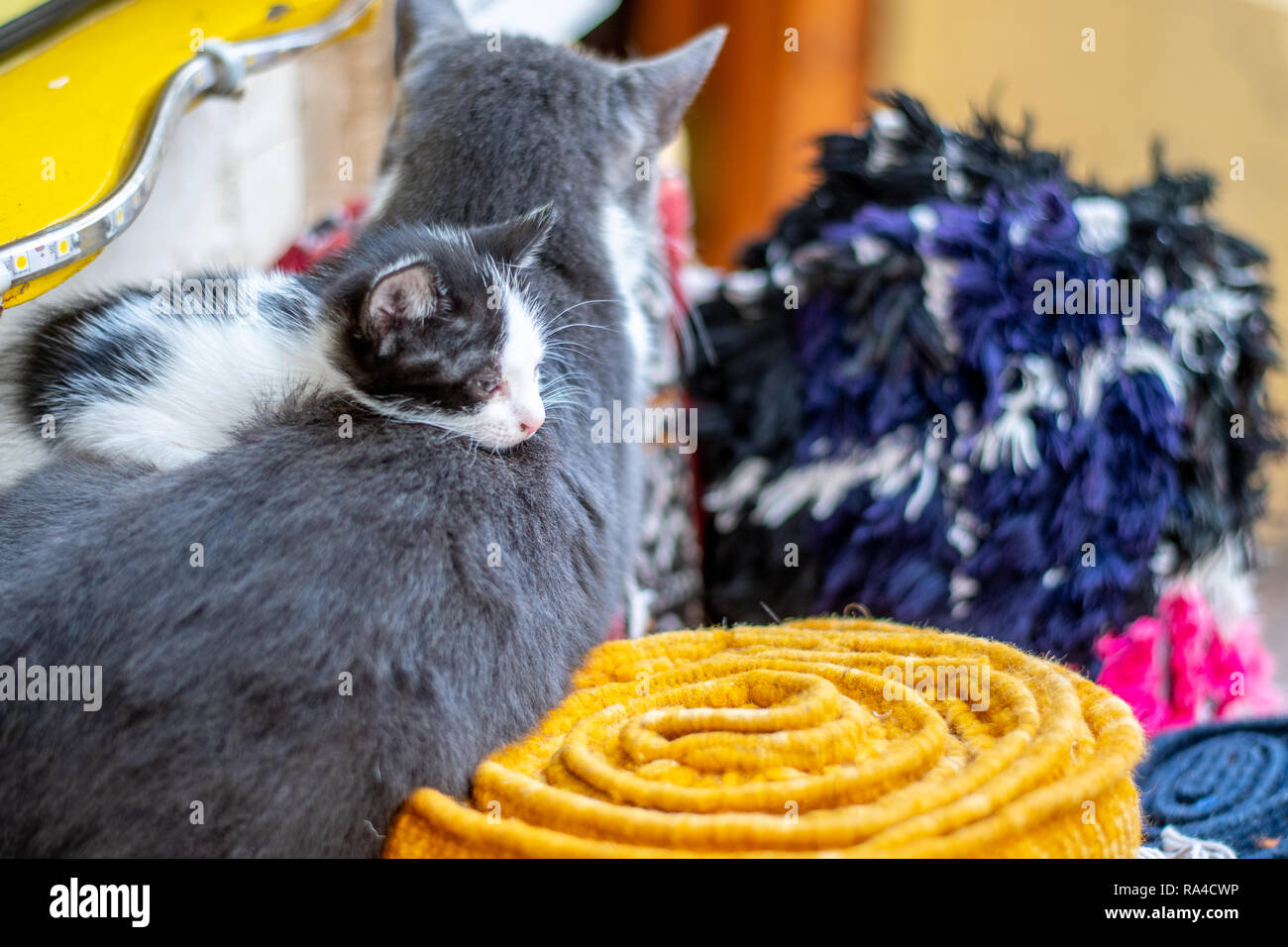 Kitten Resting on its Mother, Essaouira, Marrakesh-Safi, Morocco Stock Photo