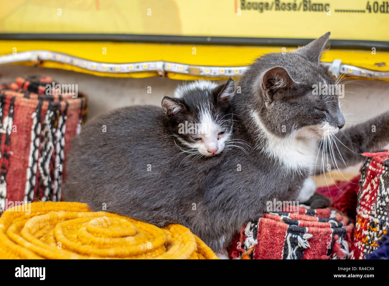 Kitten Resting on its Mother, Essaouira, Marrakesh-Safi, Morocco Stock Photo
