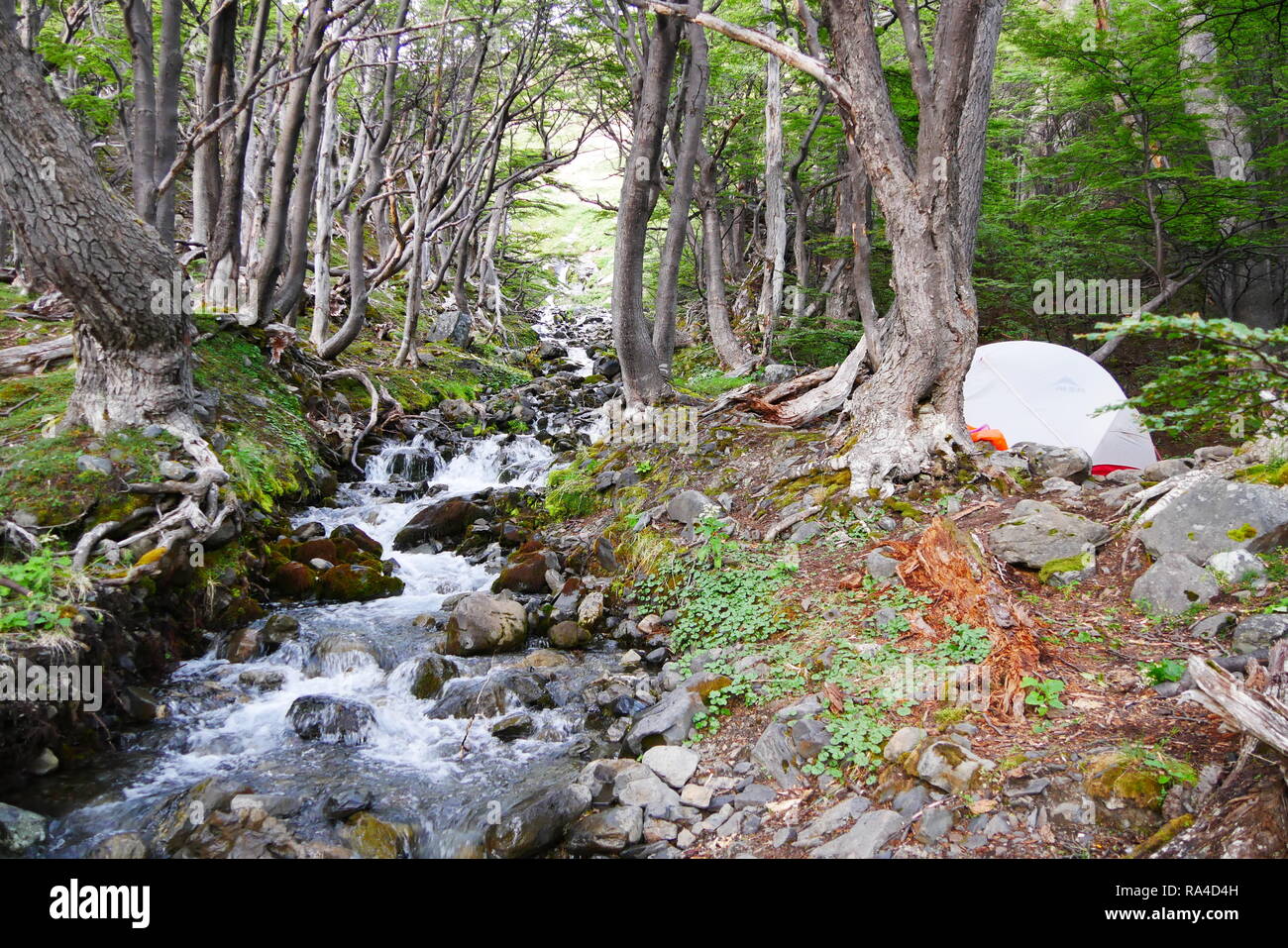 Tent in the forest with a river Stock Photo - Alamy