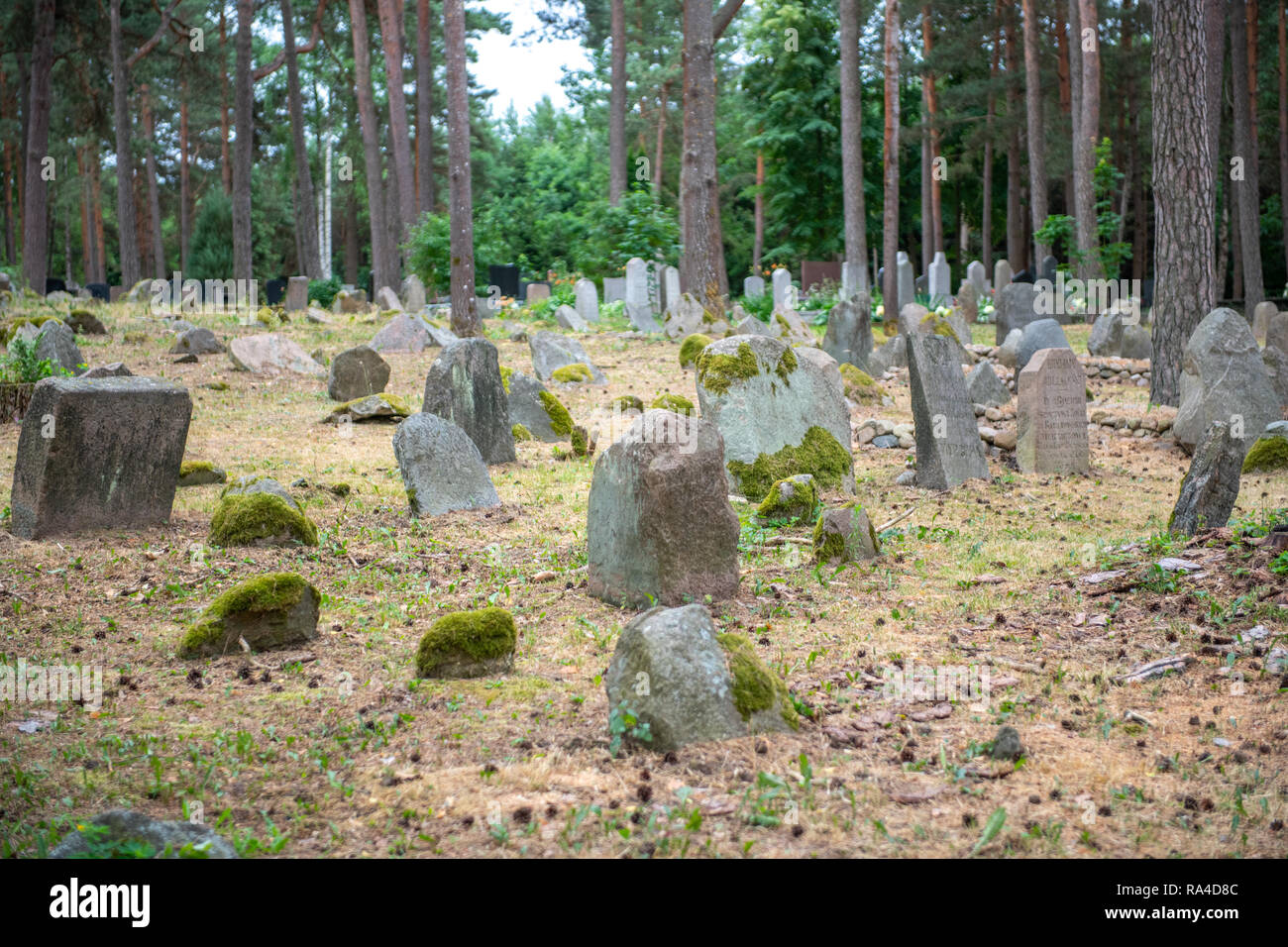 The Graveyard In The Woods