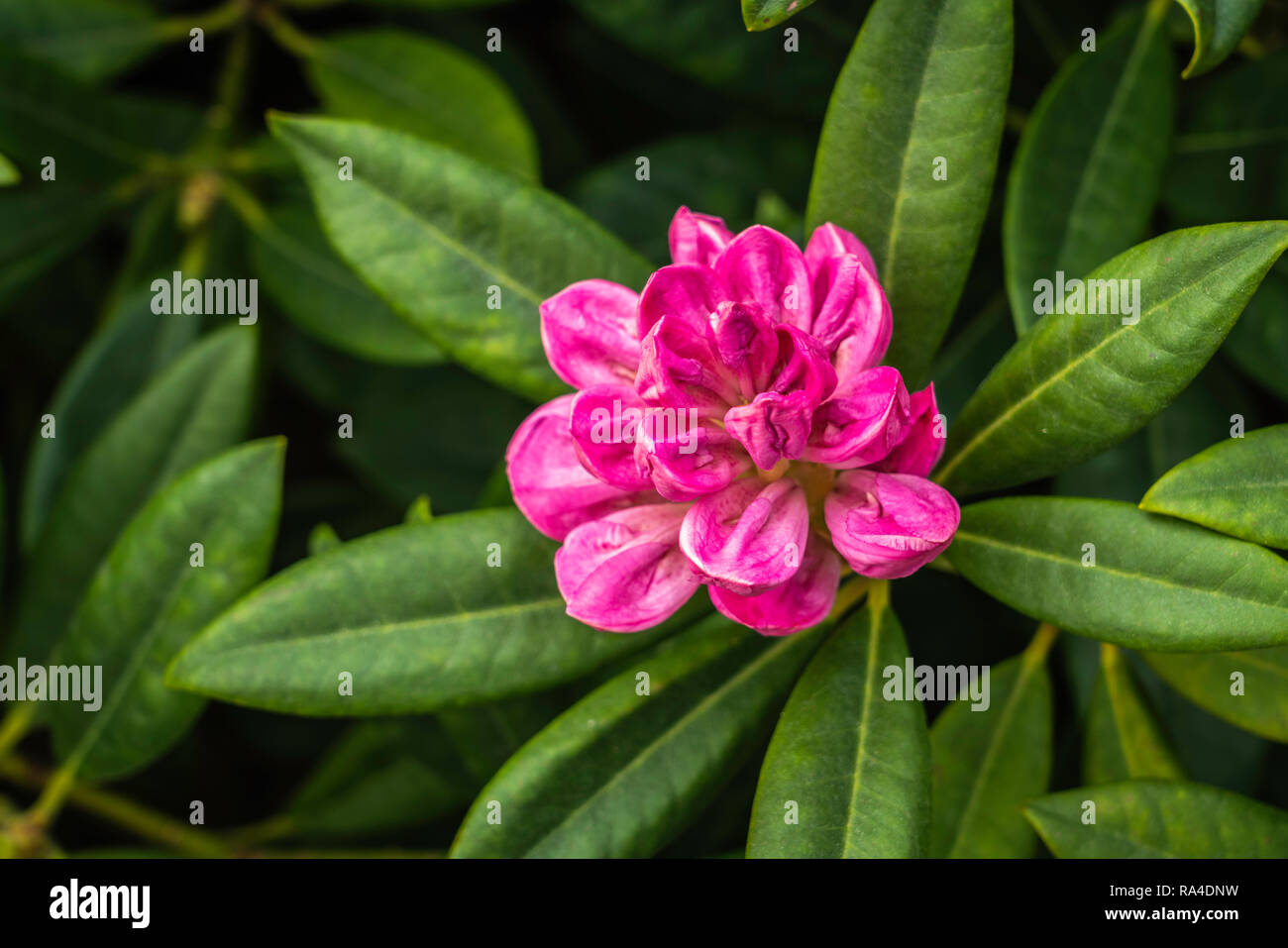 Norwegian plants hi-res stock photography and images - Alamy